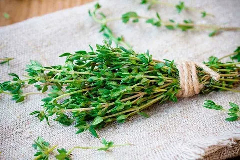تصویر 2 از قیمت آویشن برگ پهن شیرازی با کیفیت ارزان + خرید عمده